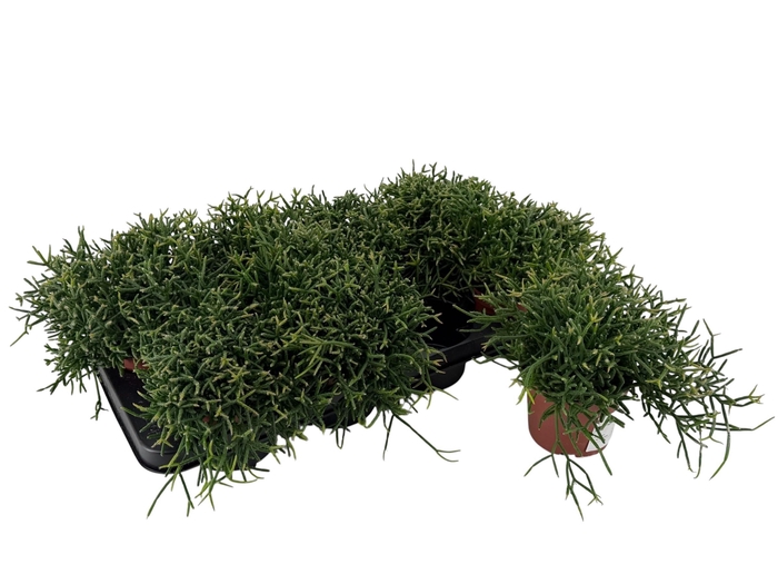 <h4>Rhipsalis Burchellii</h4>