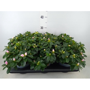 Rhododendron sim. 'Terra Nova'