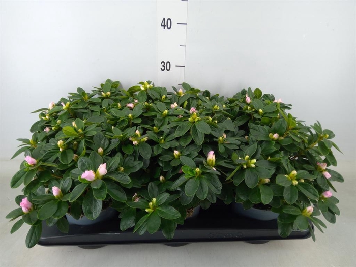 <h4>Rhododendron sim. 'Terra Nova'</h4>