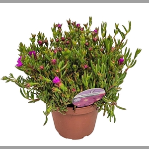 LAMPRANTHUS ROSEUS