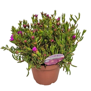 LAMPRANTHUS ROSEUS