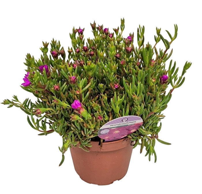 <h4>LAMPRANTHUS ROSEUS</h4>