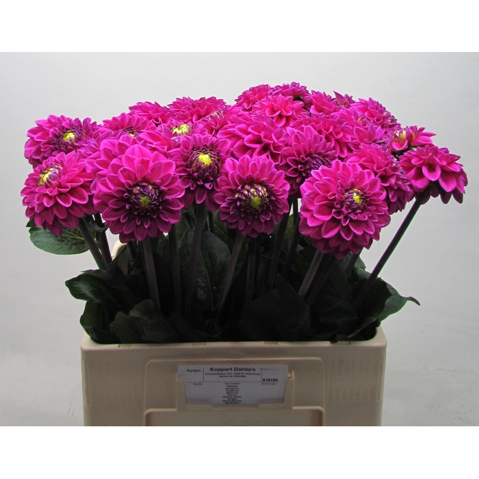 <h4>DAHL BALL PURPLE FOX</h4>