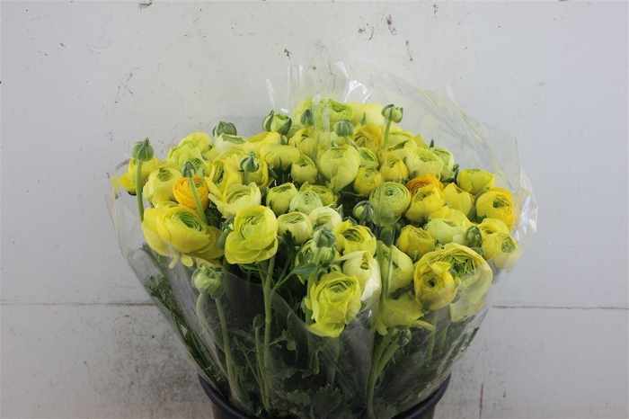 <h4>Ran Aazur Lemon</h4>