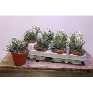 arr8 Haworthia F Big Band