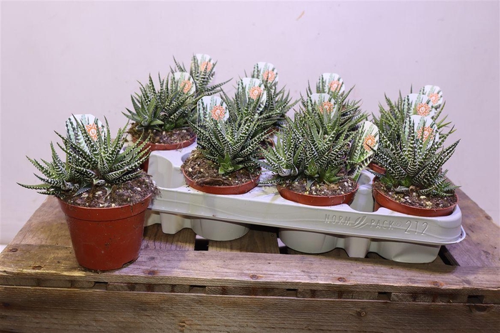 <h4>arr8 Haworthia F Big Band</h4>