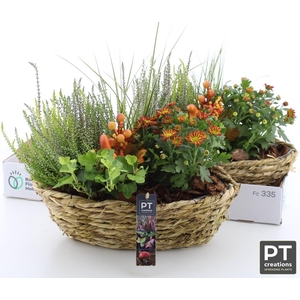 ARR TUINPLANTEN