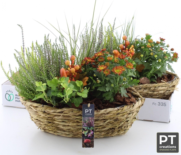 <h4>ARR TUINPLANTEN</h4>