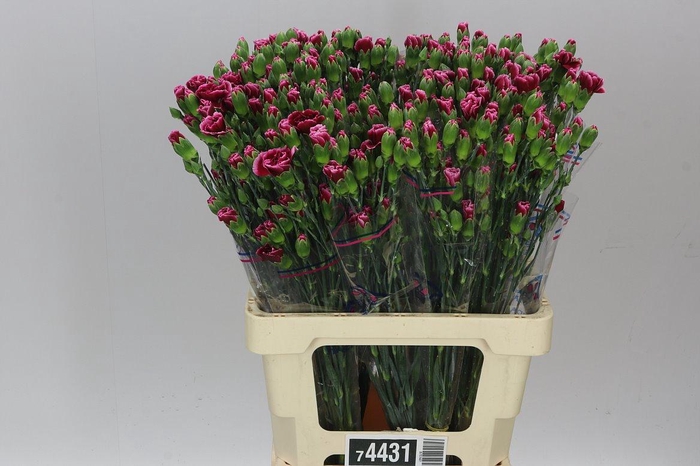 <h4>Di Tr Berry</h4>