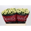 Hypericum Cool Romance