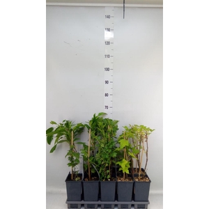 Fruit trees and shrubs   ...