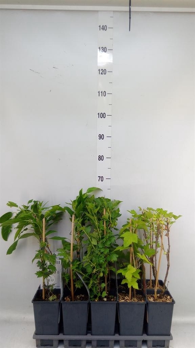 <h4>Fruit trees and shrubs ...</h4>