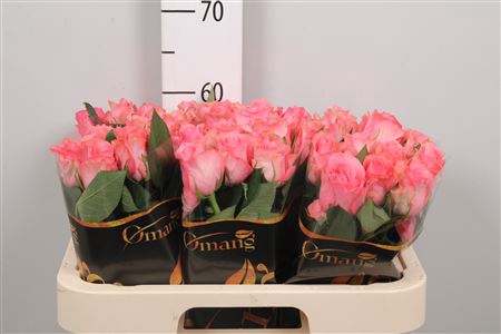 <h4>R Gr Jazzeberry</h4>