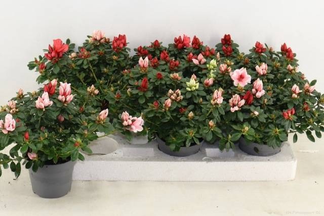 <h4>RHODO OV</h4>
