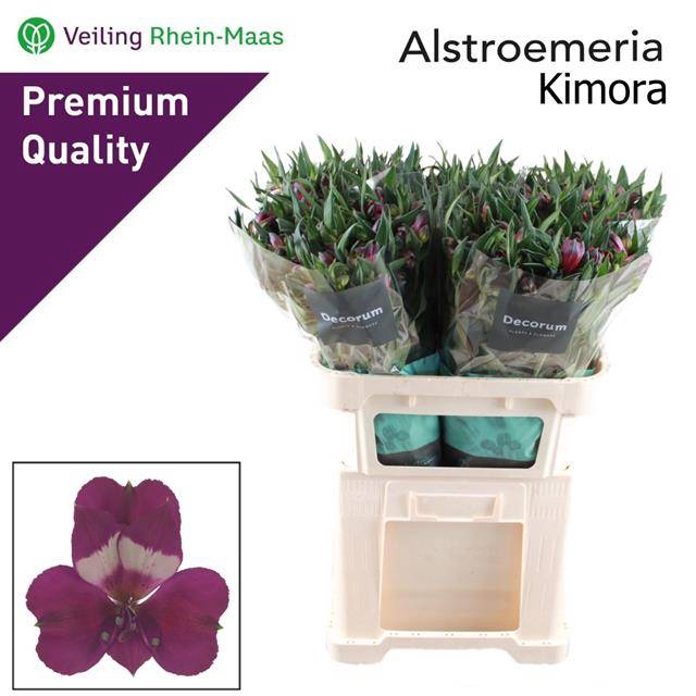 <h4>ALSTR KIMORA</h4>