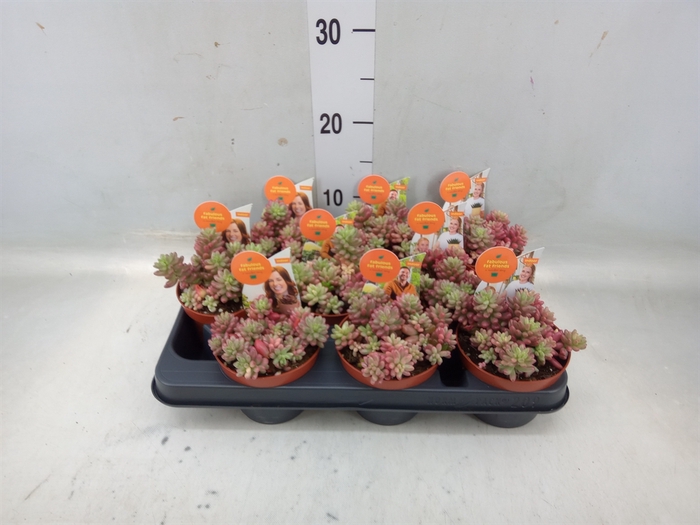 <h4>Sedum rubrotinctum 'Aurora'</h4>