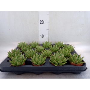 Echeveria  'Miranda'