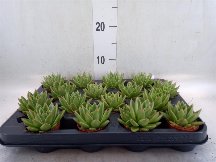 <h4>Echeveria  'Miranda'</h4>