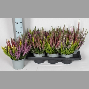 CALLU BL GEM PT 3KL