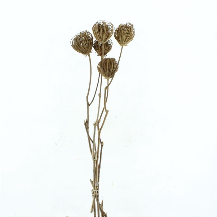 <h4>Dried Ammi Natural X X L (p Stem)</h4>
