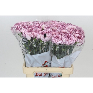 Dianthus St Mudah