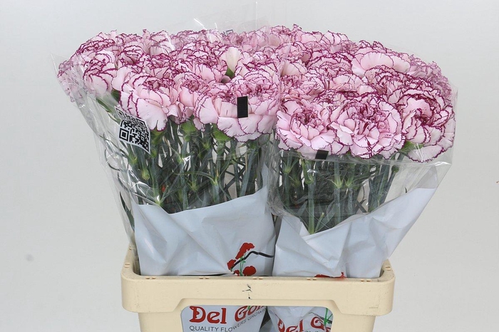 <h4>Dianthus St Mudah</h4>