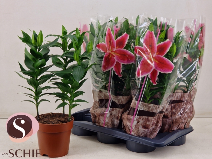 <h4>LIL OR MAGNY COURS</h4>