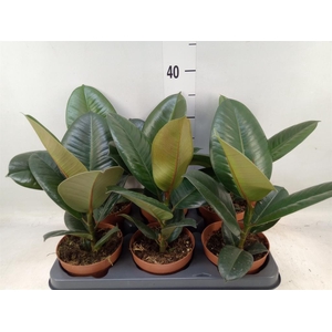 Ficus elastica 'Abidjan'