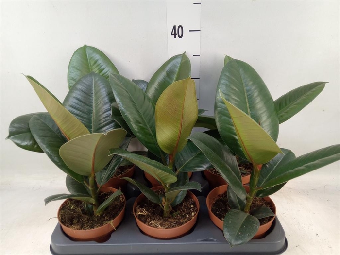 <h4>Ficus elastica 'Abidjan'</h4>