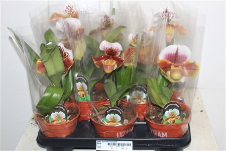 <h4>Paph Amerika Hyb Gem</h4>