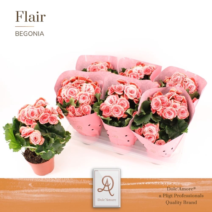 <h4>Begonia Borias</h4>