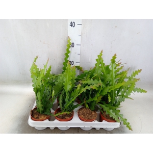 Epiphyllum anguliger