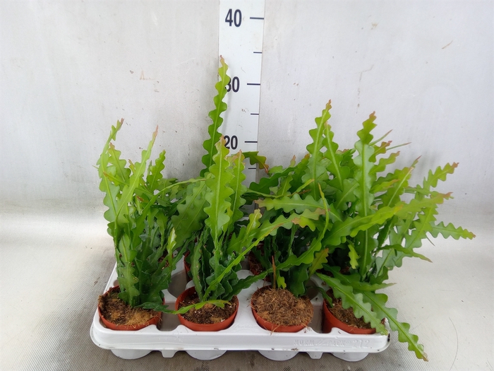 <h4>Epiphyllum anguliger</h4>