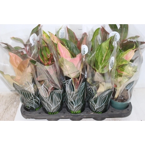 AGLAONEMA VARIADA P12 PREMIUM