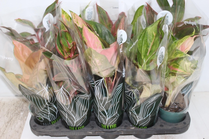 <h4>AGLAONEMA VARIADA P12 PREMIUM</h4>