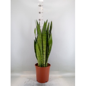 Sansevieria zeylanica