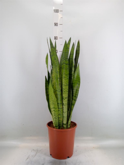 <h4>Sansevieria zeylanica</h4>