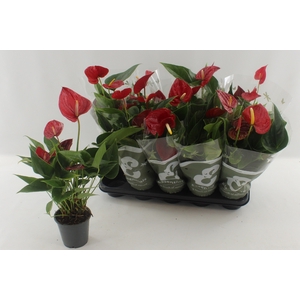 ANTHU AN SUCCESS RED