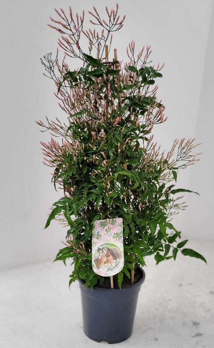 <h4>Jasminum polyanthum</h4>