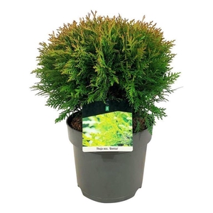 Thuja occ. 'Danica'