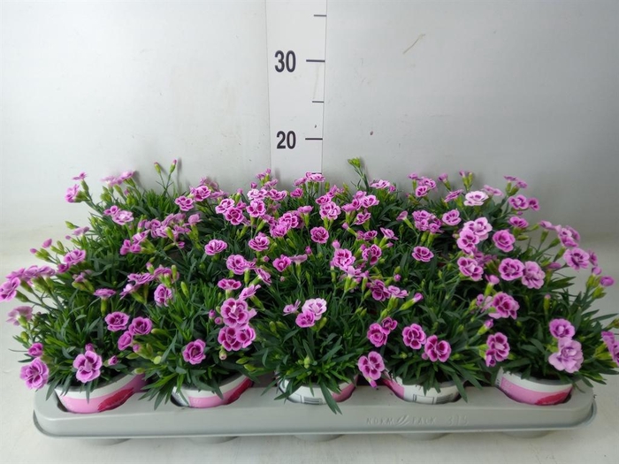 <h4>Dianthus  'Pink Kisses'</h4>