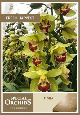 <h4>CYMB T FIONA</h4>