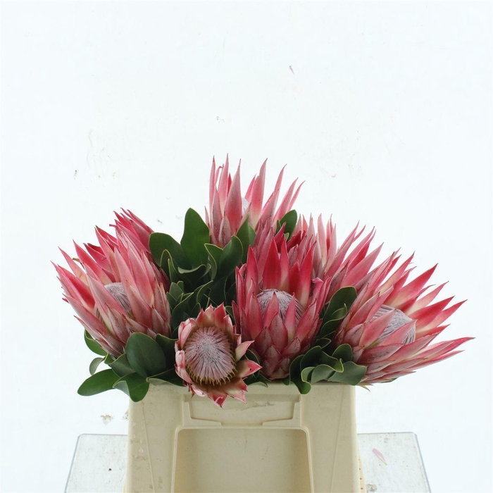 <h4>Protea Cy Madiba</h4>