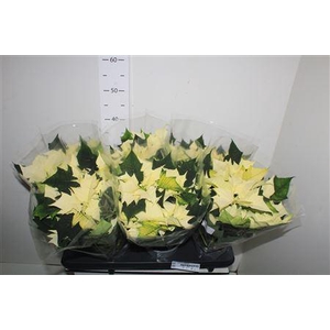 Euph Euphoria White 6+