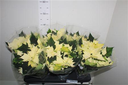 <h4>Euph Euphoria White 6+</h4>