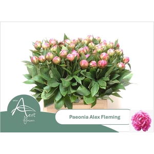 PAEO L ALEX FLEMING