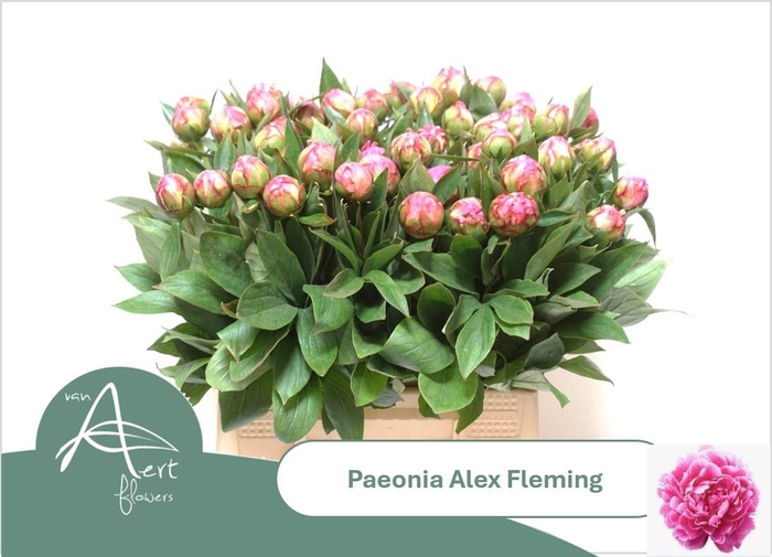 <h4>PAEO L ALEX FLEMING</h4>