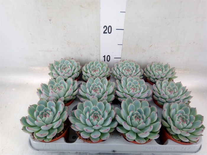 <h4>Echeveria   ...</h4>