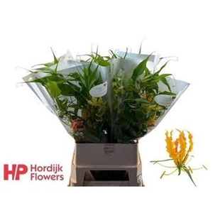 GLORIOSA TWIN COLOUR
