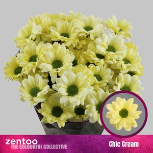 Chrys sp chic cream